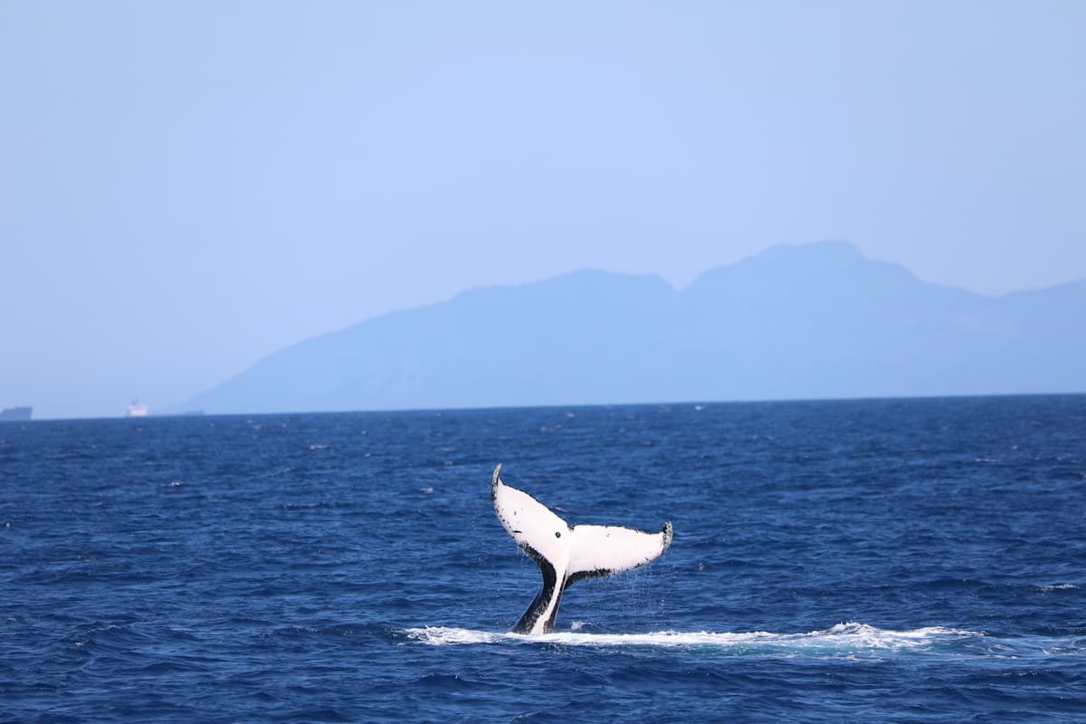 A whale's tail rising from the sea